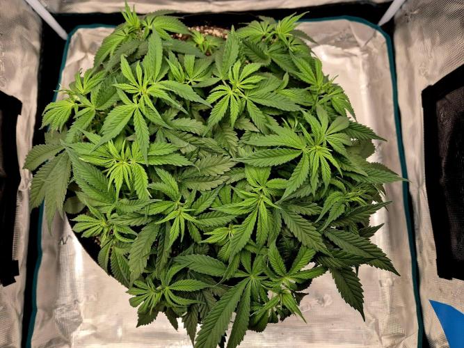 Cream Mandarine main lining. Week 7