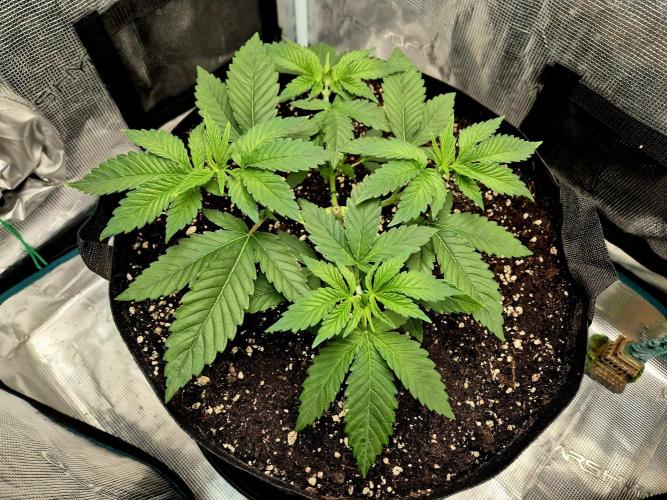 F026 - The Tropical Ice Cream One (USA). Week 4