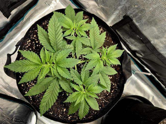 F026 - The Tropical Ice Cream One (USA). Week 4