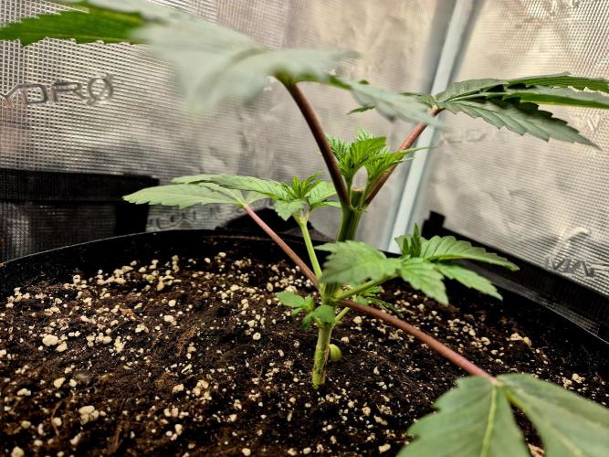 Rainbow Hitter. Week 4
