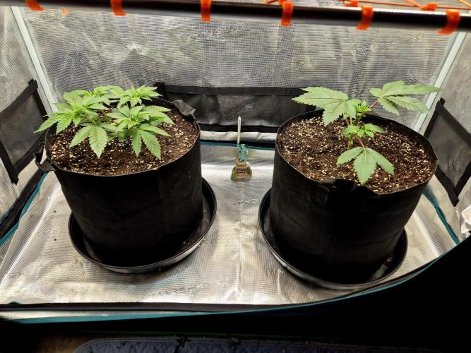 Rainbow Hitter. Week 4