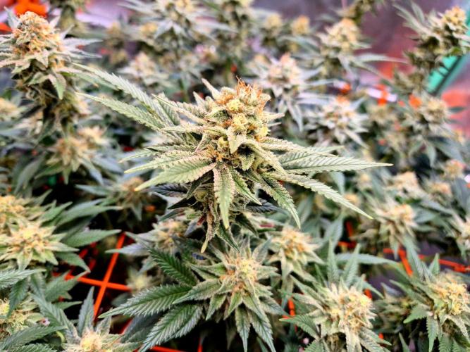 Orange bud main lining. Week 15