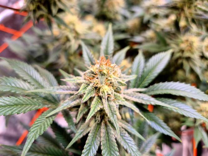 Orange bud main lining. Week 15