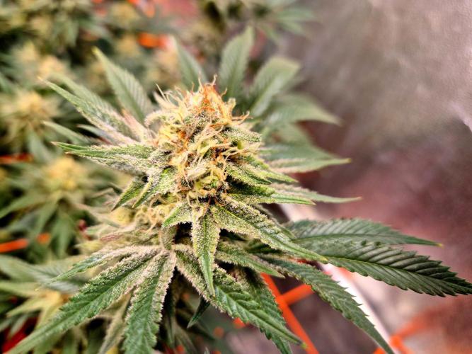 Orange bud main lining. Week 15
