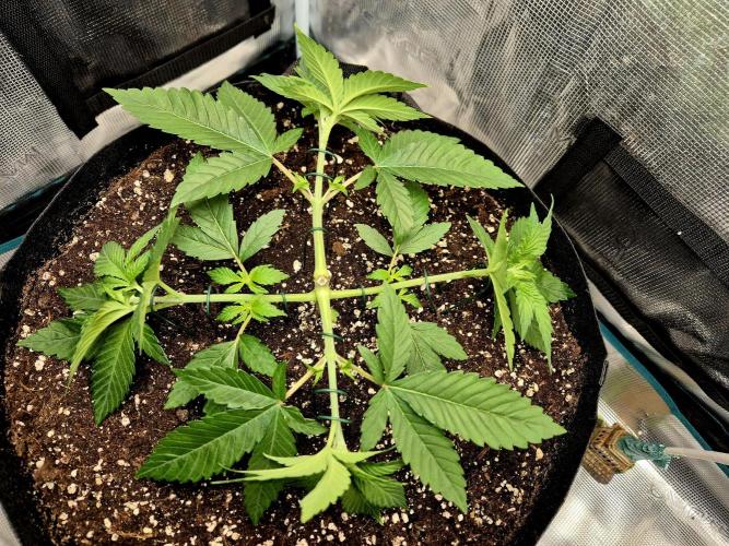 F026 - The Tropical Ice Cream One (USA). Week 4 - 27.