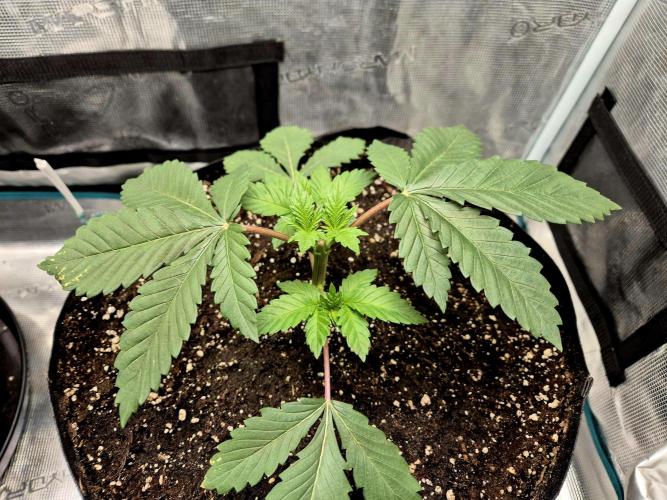 Rainbow Hitter. Week 4 - 27.