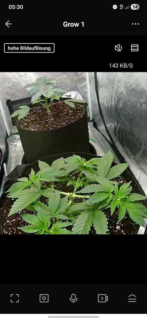 Rainbow Hitter. Week 4 - Growcam