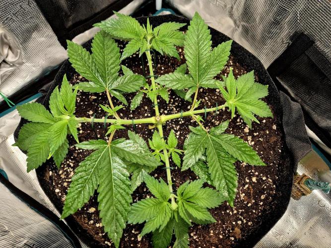 F026 - The Tropical Ice Cream One (USA). Week 4