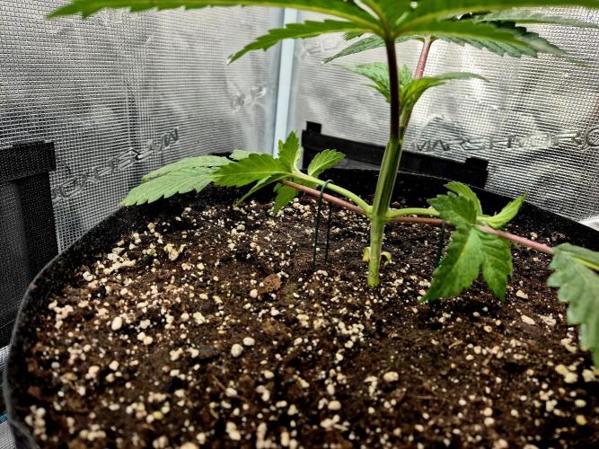 Rainbow Hitter. Week 4