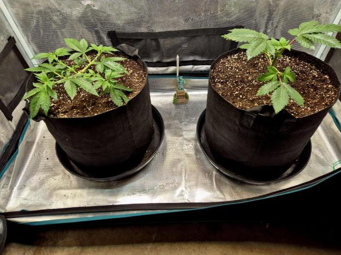 Rainbow Hitter. Week 4