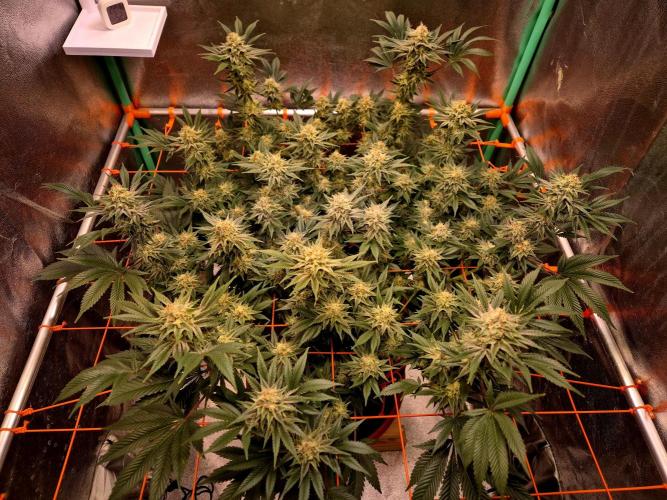 Orange bud main lining. Week 15