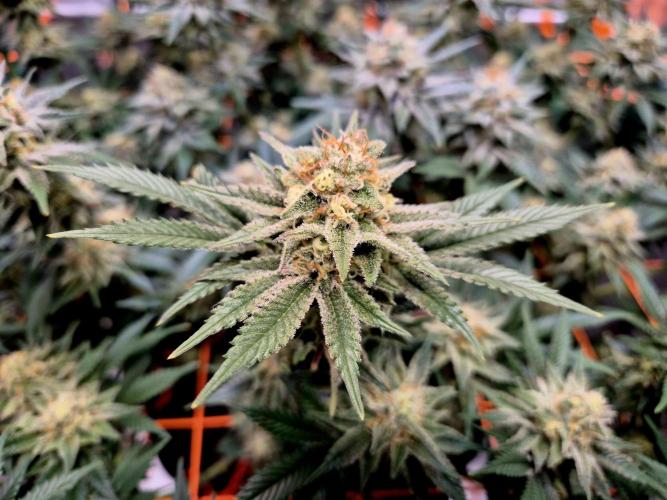 Orange bud main lining. Week 15