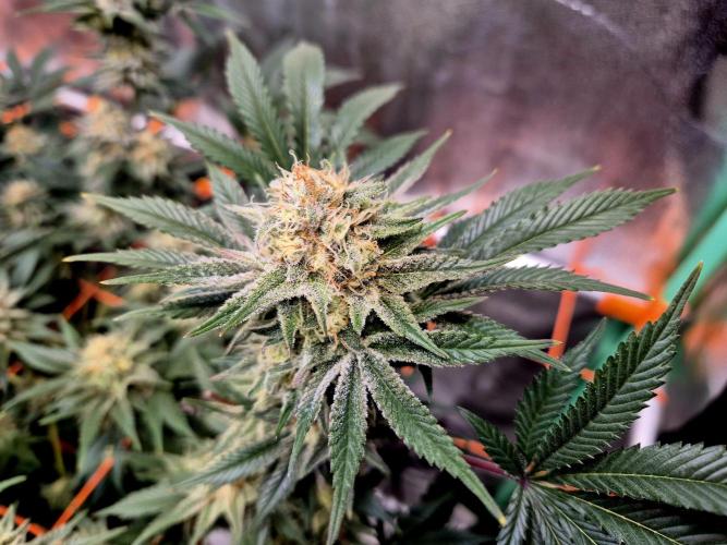 Orange bud main lining. Week 15