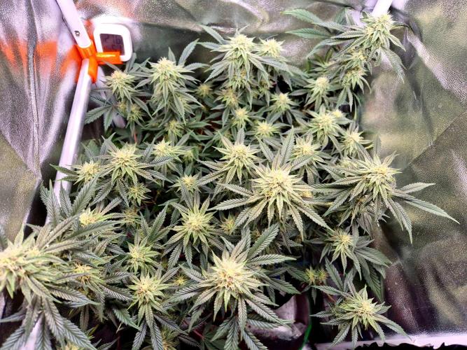 Special Kush (clone) main lining. Week 11 - 27.03.
