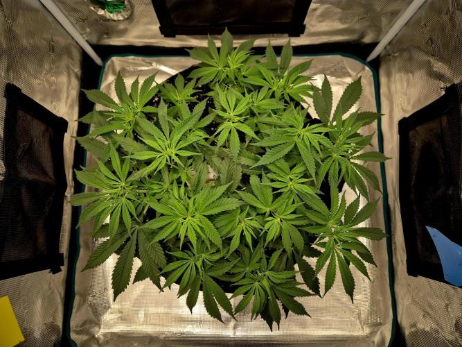 Cream Mandarine main lining. Week 7