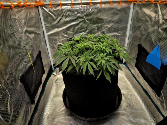 Cream Mandarine main lining. Week 7