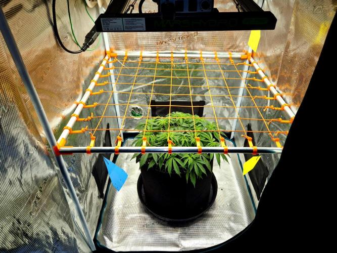 Cream Mandarine main lining. Week 8 - Tag 50
