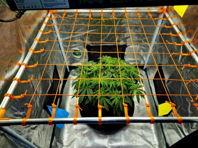 Cream Mandarine main lining. Week 8
