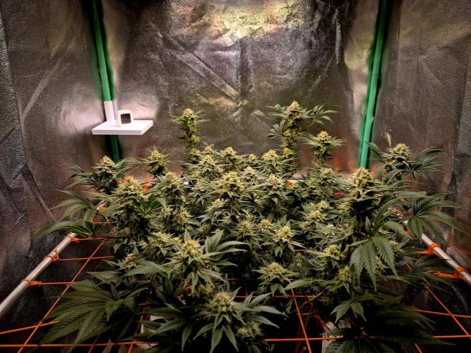 Orange bud main lining. Week 16