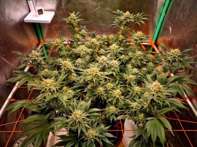 Orange bud main lining. Week 16