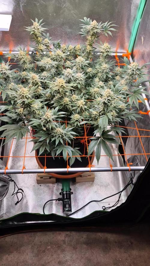 Orange bud main lining