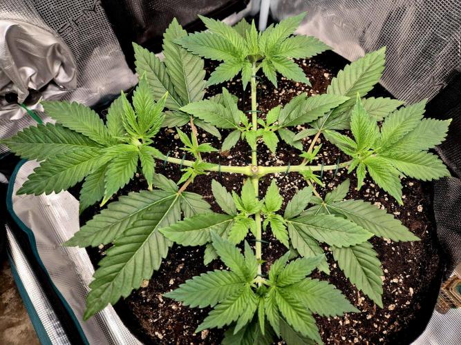 F026 - The Tropical Ice Cream One (USA). Week 5