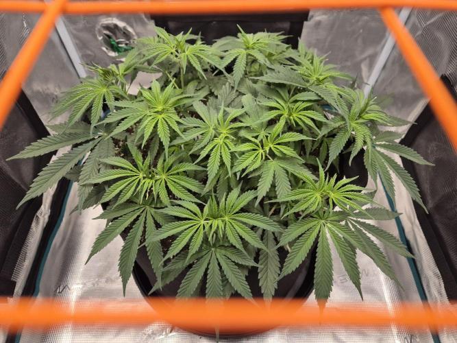 Cream Mandarine main lining. Week 9 - 30.03.