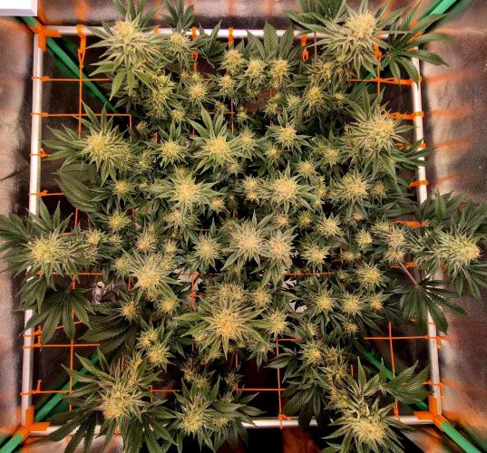 Orange bud main lining. Week 16