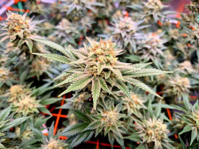 Orange bud main lining. Week 16