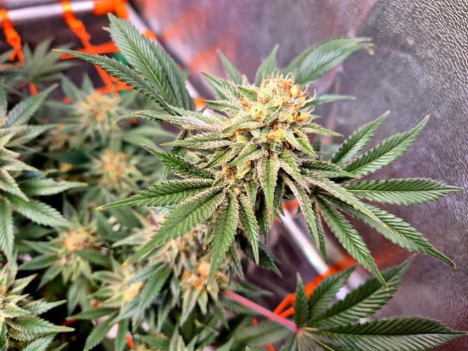Orange bud main lining. Week 16