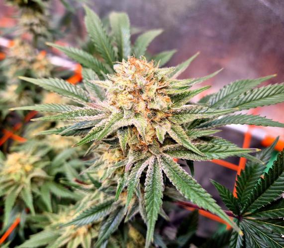 Orange bud main lining. Week 16