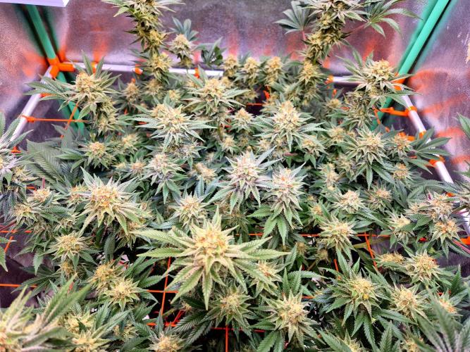 Orange bud main lining. Week 16