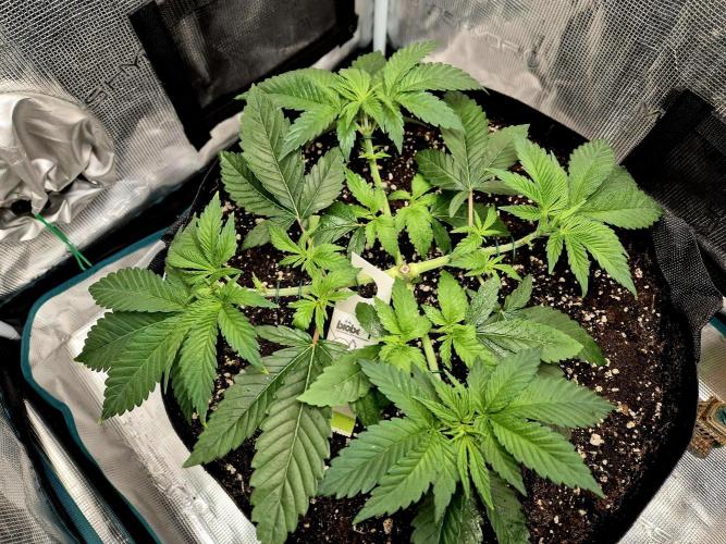 F026 - The Tropical Ice Cream One (USA). Week 5 - 30.