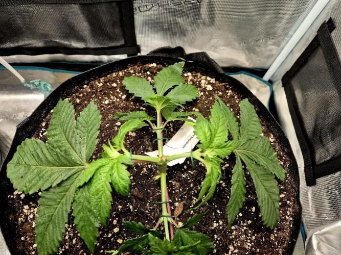Rainbow Hitter. Week 5