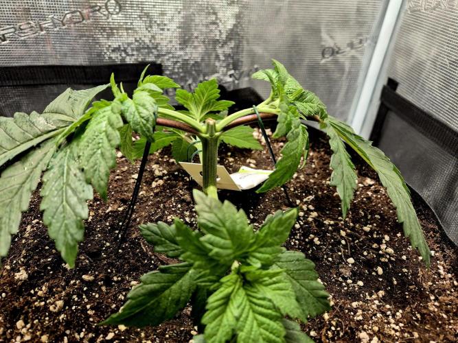 Rainbow Hitter. Week 5
