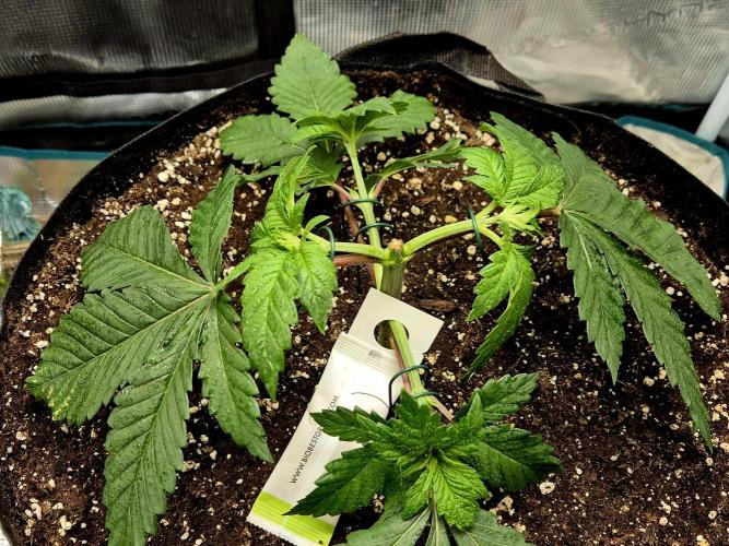 Rainbow Hitter. Week 5