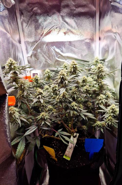 Special Kush (clone) main lining. Week 12