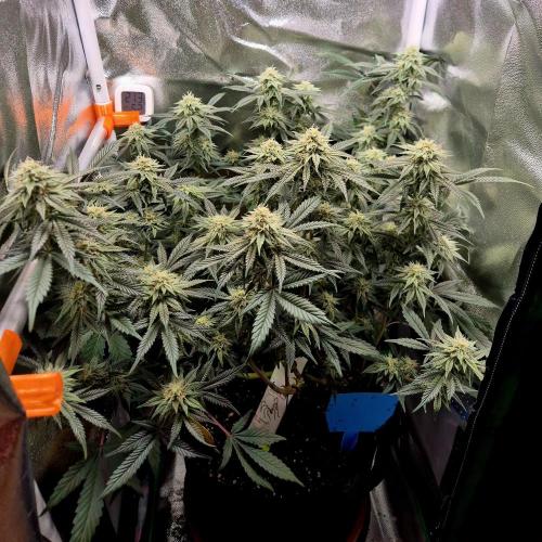 Special Kush (clone) main lining. Week 12