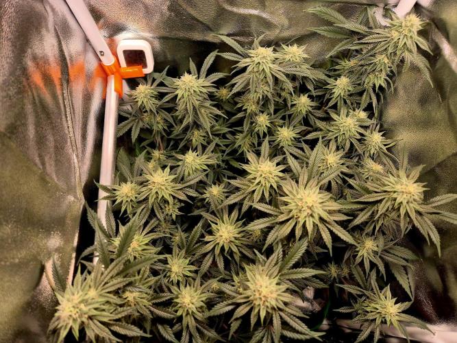 Special Kush (clone) main lining. Week 12