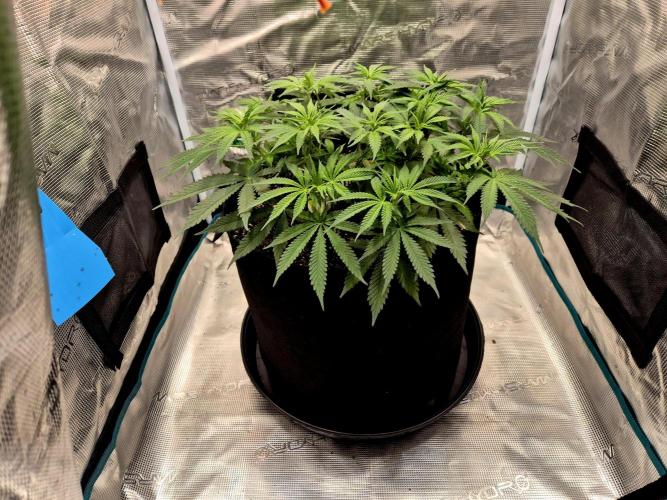 Cream Mandarine main lining. Week 9