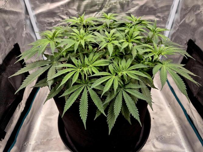 Cream Mandarine main lining. Week 9