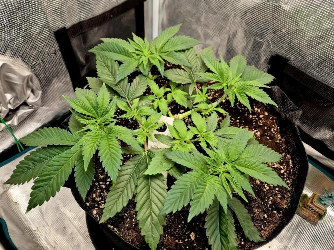 F026 - The Tropical Ice Cream One (USA). Week 5 - 31.