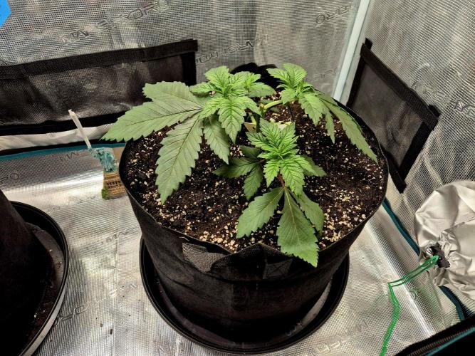 Rainbow Hitter. Week 5 - 01.04.
