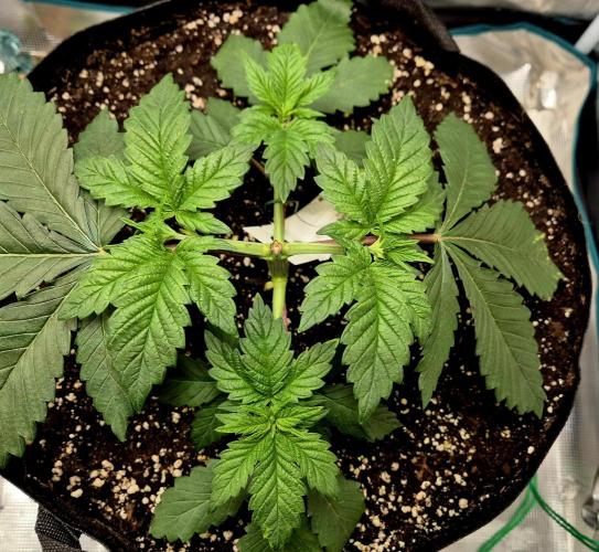 Rainbow Hitter. Week 5