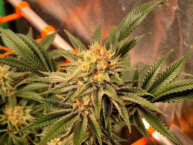 Orange bud main lining. Week 16