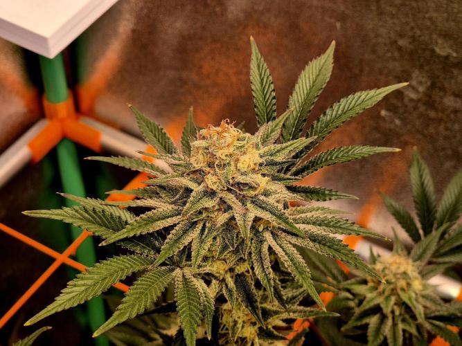 Orange bud main lining. Week 16