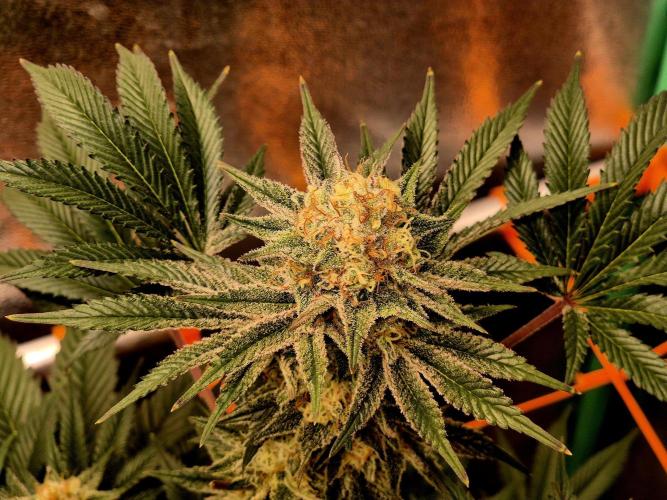 Orange bud main lining. Week 16