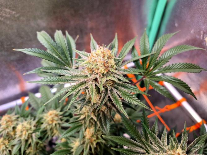 Orange bud main lining. Week 16