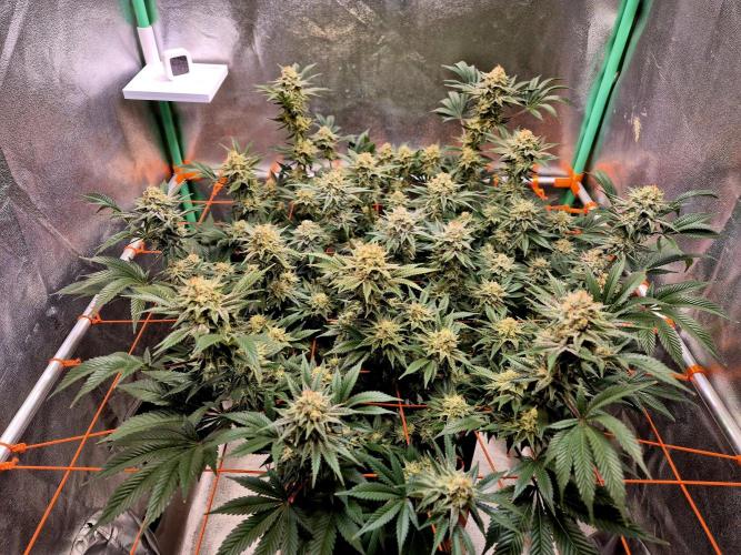 Orange bud main lining. Week 16
