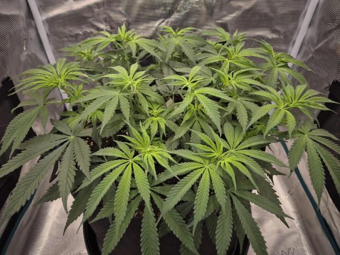 Cream Mandarine main lining. Week 9
